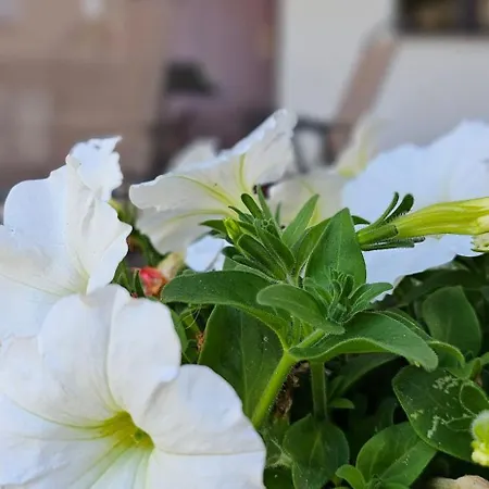 Casa Tre Palmi Holiday home Caltagirone