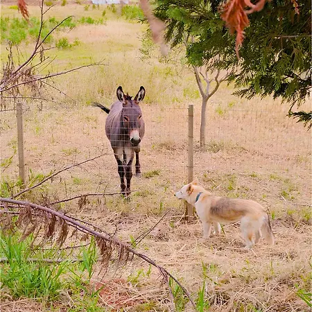 Dom wakacyjny Casa Tre Palmi